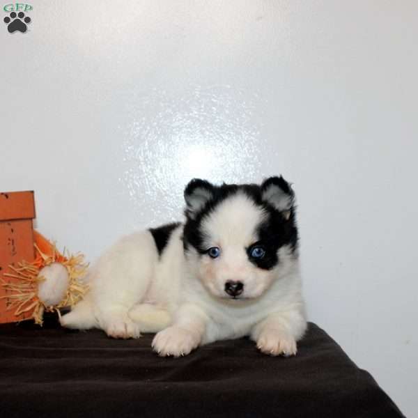 Harlow, Pomsky Puppy